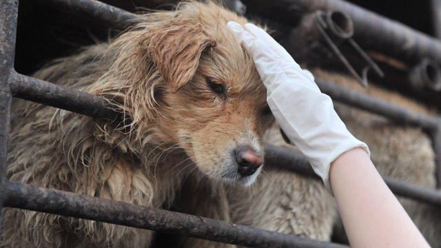 What's wrong with eating dog meat?