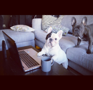 @manny_the_frenchie: Another day at work. #newday #coffeecup
