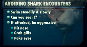 shark encounter